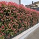 Photinia Pink Crispy - Márványmintás tarka levelű korallberkenye