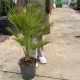 Chamaerops humilis ‘Compacta Vulcano’ - Törpe legyezőpálma