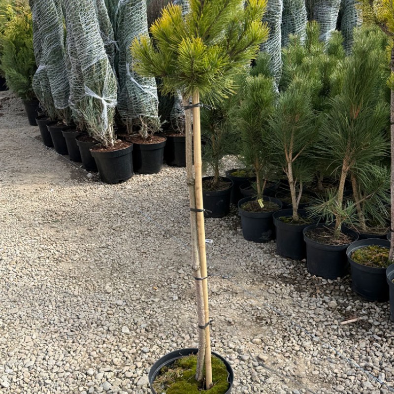 Pinus mugo ‘Wintergold’ - Aranysárga havasi törpefenyő Törzsre oltva