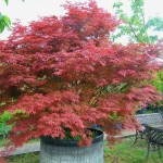 Acer palmatum 'Atropurpureum' (japán vérjuhar)