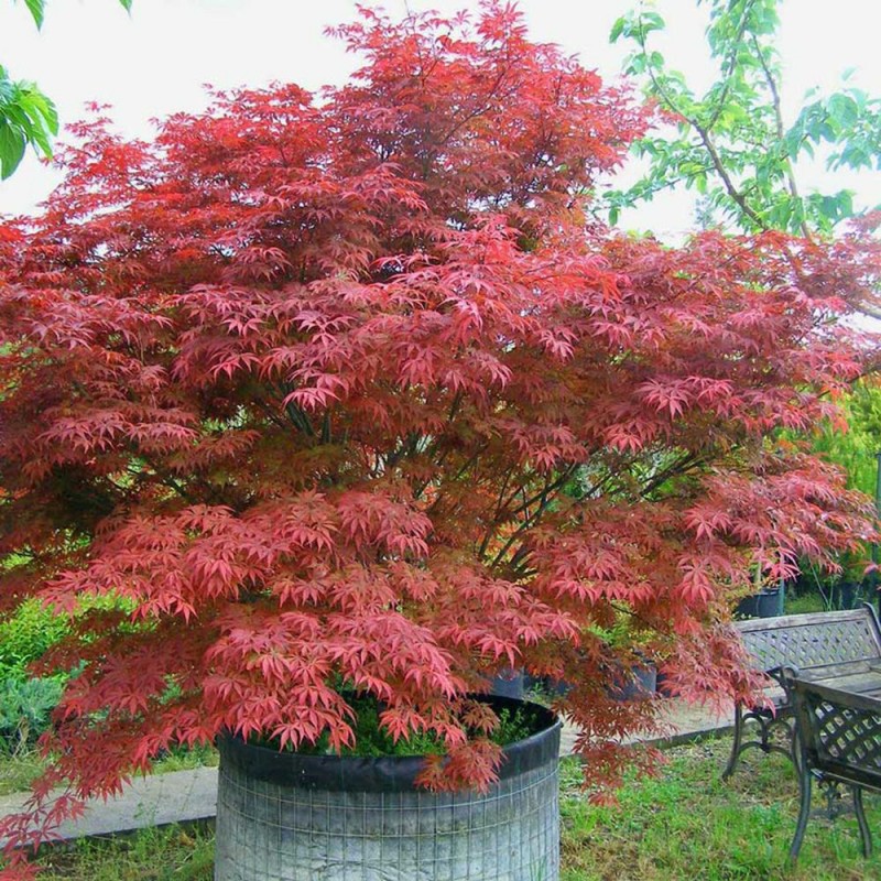Acer palmatum 'Atropurpureum' (japán vérjuhar)