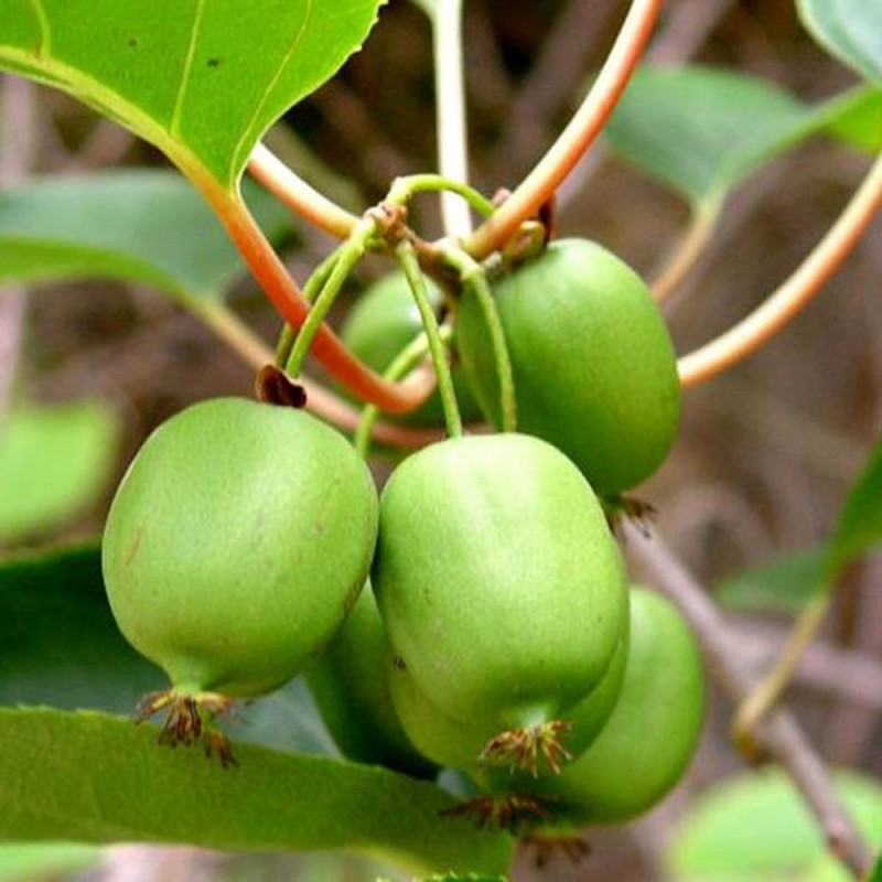 KIWI Issai (Actinidia arguta Issai)