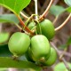 KIWI Issai (Actinidia arguta Issai)