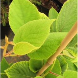 Kiwi  Jenny (Actinidia deliciosa Jenny) - Öntermékeny kivi
