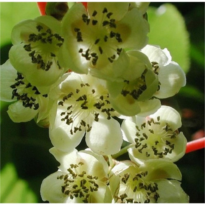 KIWI Weiki beporzó (Actinidia arguta Weiki)