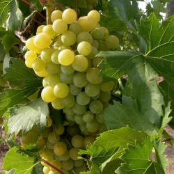 Bianca E66 borszőlő