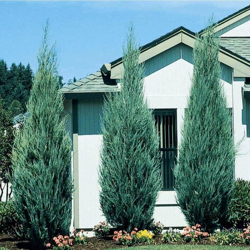Kék oszlopos oregoni boróka - Juniperus scopulorum  'Blue Arrow'