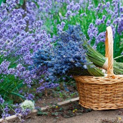 Lavandula int. 'Grappenhall' - Kék levendula