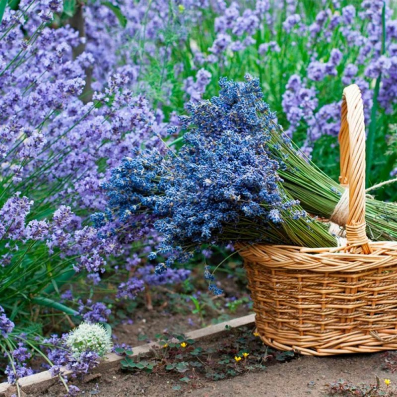 Lavandula int. 'Grappenhall' - Kék levendula