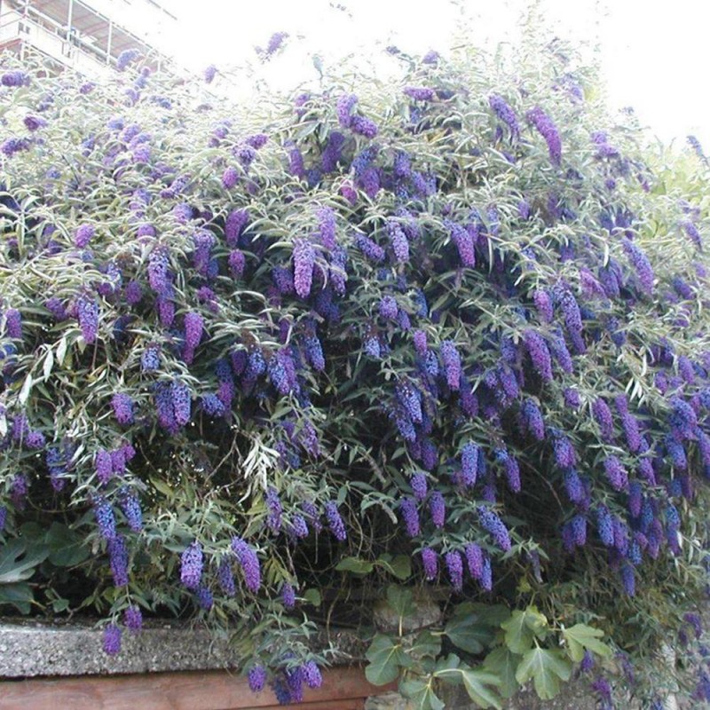 Buddleja davidii 'Nanho Blue' – illatos nyáriorgona