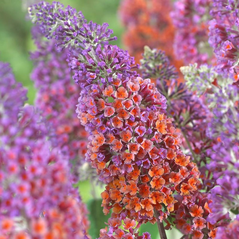 Buddleja weyeriana 'Flower Power'-Pillangócserje