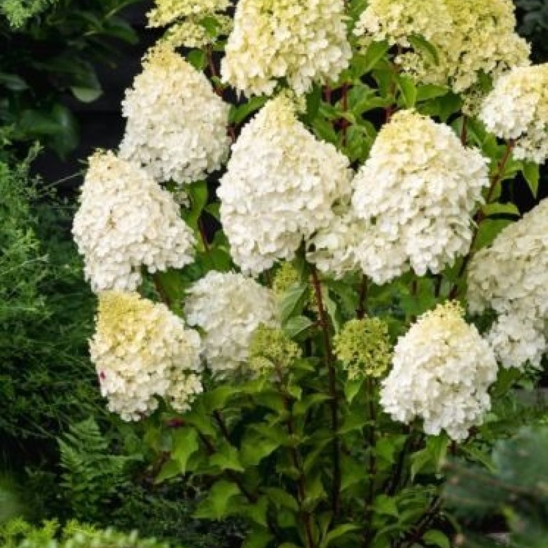 Hydrangea paniculata 'Polar Bear' - Bugás Hortenzia 