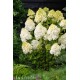 Hydrangea paniculata 'Polar Bear' - Bugás Hortenzia 