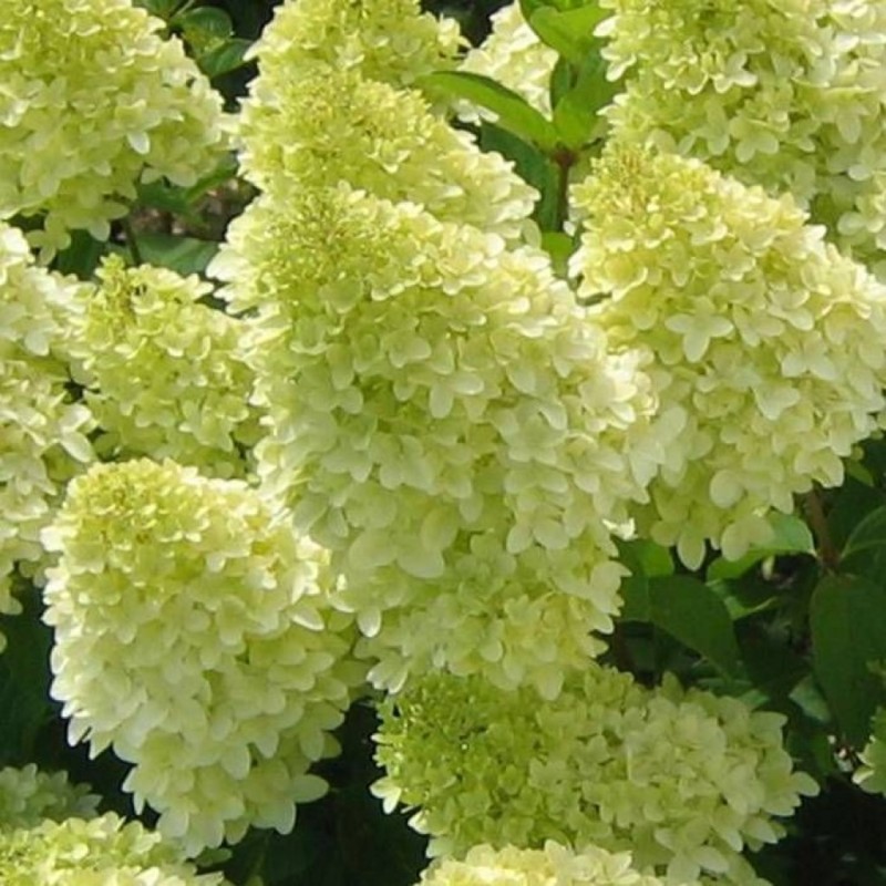 Hydrangea paniculata 'Polar Bear' - Bugás Hortenzia 