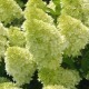 Hydrangea paniculata 'Polar Bear' - Bugás Hortenzia 