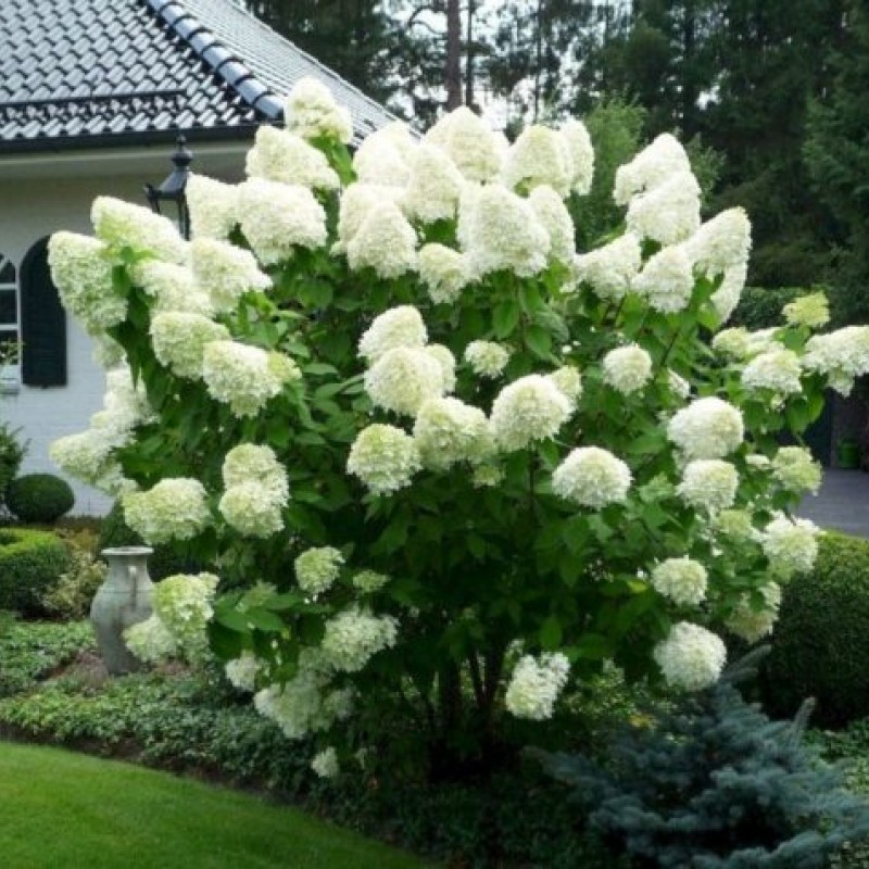 Hydrangea paniculata 'Polar Bear' - Bugás Hortenzia 