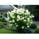 Hydrangea paniculata 'Polar Bear' - Bugás Hortenzia 