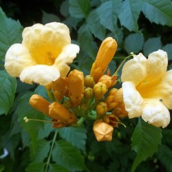 Campsis radicans Flava - Trombitafolyondár