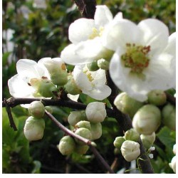 Chaenomeles speciosa 'Nivalis' – Fehér Jappan Birs