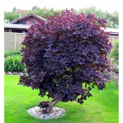 Cotinus coggygria 'Royal Purple' - Vörös cserszömörce