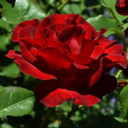 Dame de Coeur sötétpiros teahibrid rózsa Dame de Coeur sötétpiros teahibrid rózsa