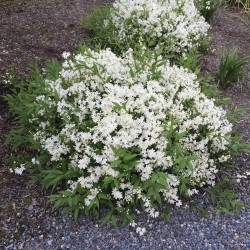 Deutzia gracilis 'Nikko' – törpe gyöngyvirágcserje