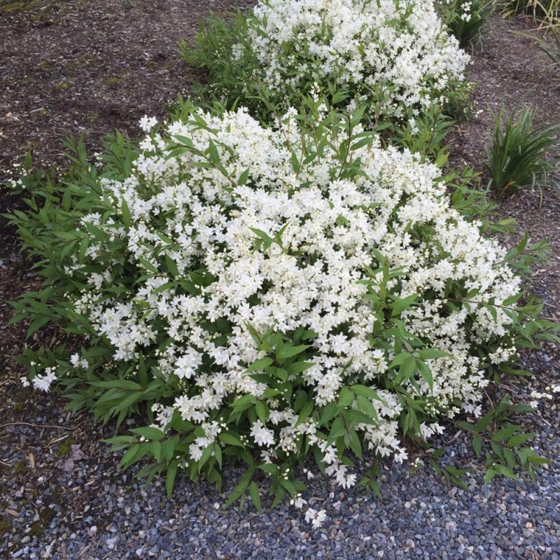 Deutzia gracilis 'Nikko' – törpe gyöngyvirágcserje