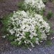 Deutzia gracilis 'Nikko' – törpe gyöngyvirágcserje