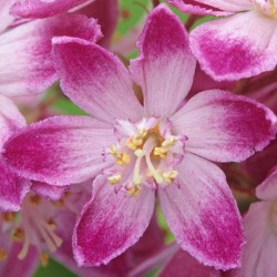 Deutzia x hybrida 'Strawberry Fields' - Gyöngyvirágcserje