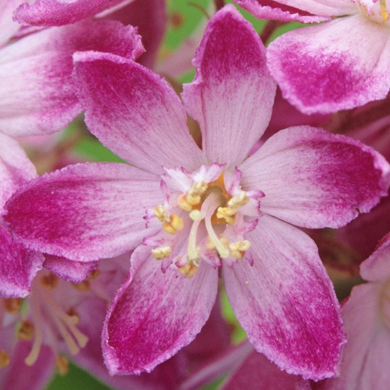 Deutzia x hybrida 'Strawberry Fields' - Gyöngyvirágcserje