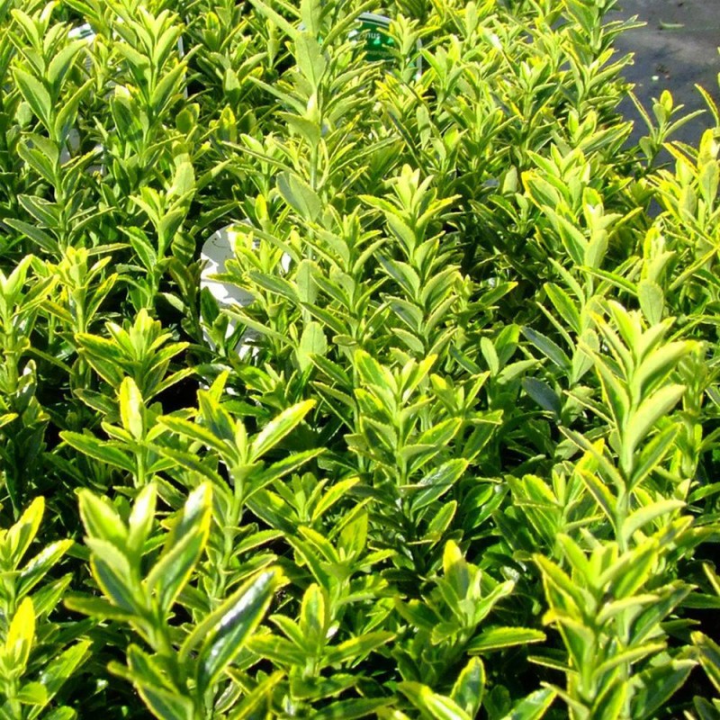 Euonymus japonicus 'Microphyllus Aureovariegatus' –Aprólevelű sárgatarka japán kecskerágó