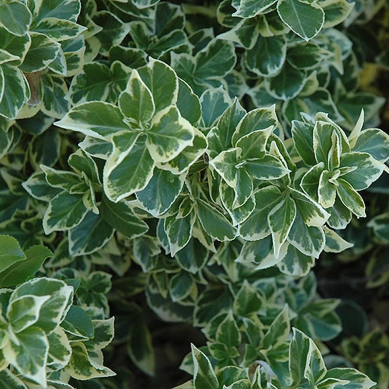 Euonymus  'Emerald Gaiety – Fehértarka kuszo kecskerágó