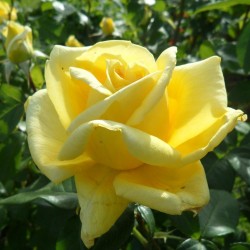 Golden Perfume teahibrid  Golden Perfume teahibrid