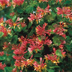 Lonicera x heckrottii Goldflame - kúszó lonc