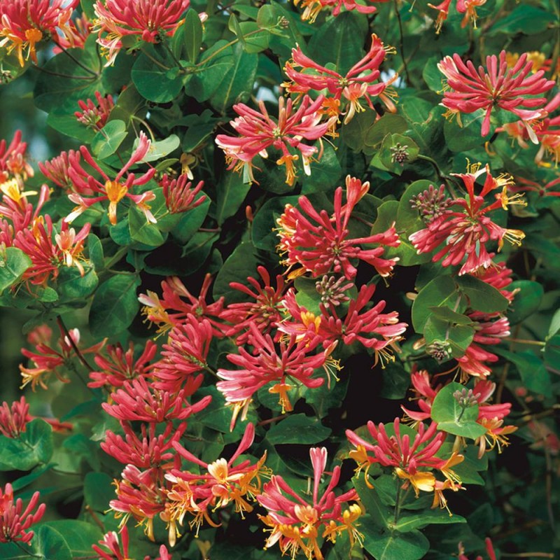 Lonicera x heckrottii Goldflame - kúszó lonc