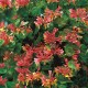Lonicera x heckrottii Goldflame - kúszó lonc