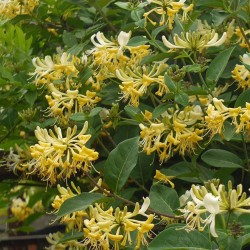 Lonicera periclymenum 'Graham Thomas' – kúszó lonc