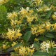 Lonicera periclymenum 'Graham Thomas' – kúszó lonc