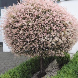 Tarkalevelű Japán fűz (Salix integra "Hakuro Nishiki") Tarkalevelű Japán fűz (Salix integra "Hakuro Nishiki")