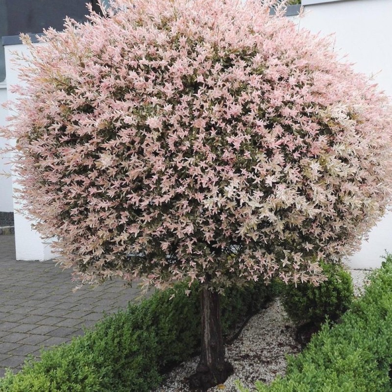 Tarkalevelű Japán fűz (Salix integra "Hakuro Nishiki")