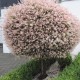Tarkalevelű Japán fűz (Salix integra "Hakuro Nishiki")