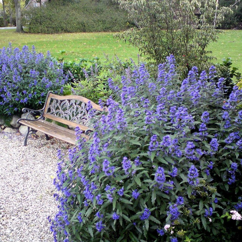 Caryopteris clandonensis 'Heavenly Blue' – kékszakáll 