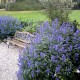 Caryopteris clandonensis 'Heavenly Blue' – kékszakáll 