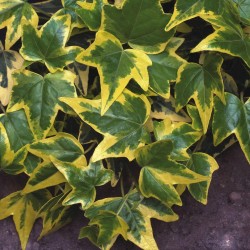 Borostyán (Hedera helix Gold Child