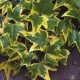 Borostyán (Hedera helix Gold Child