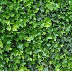 Borostyán - Hedera helix