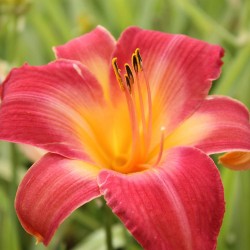 Hemerocallis 'Cherry Cheeks' (Sásliliom)
