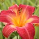 Hemerocallis 'Cherry Cheeks' (Sásliliom)