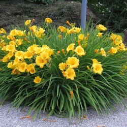 Hemerocallis 'Stella d'Oro