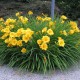 Hemerocallis 'Stella d'Oro